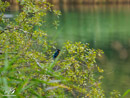 Kingfisher - Zimorodek